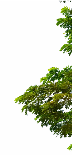 Tree branch