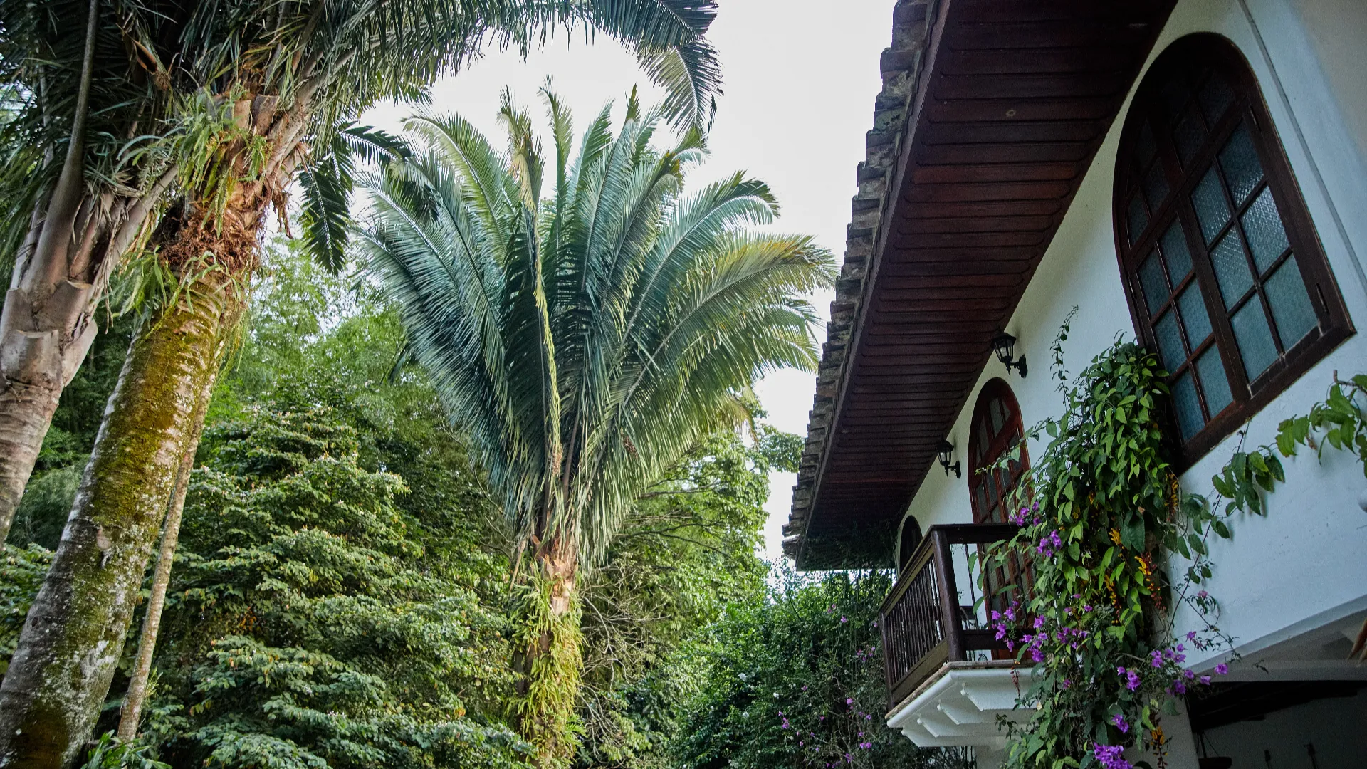 Hacienda exterior palmeras